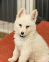 Wynter Spirit Kennels