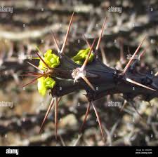 Image result for Euphorbia schinzii