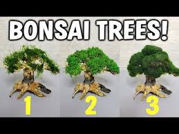 085832406528 #nikitastar #aquariumns #aquariumboyu #aquascape #landscape #batupasir #filter1200 #fish #fishball #assesoris #aquascapeairterjun #tanemanhias #hdaquarium #dll pic.twitter.com/hejam1cttr. Bonsai Tree Aquascape Step By Step Golectures Online Lectures