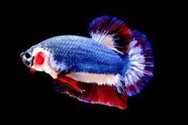 Hasil gambar untuk IKAN CUPANG DESAIN