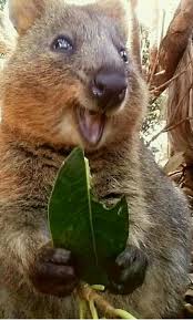 Smiling Island Quokka These Quokkas Always Look So Happy They Naturally Have That Happy Expression Cute Australian Animals Cute Animals Baby Animals