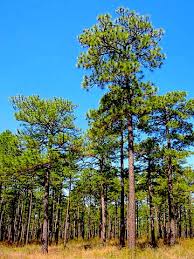 Research plants in alabama counties. Alabama Fruit Trees For Sale Mehrabyan Nursery