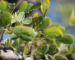 Image result for Albizia anthelmintica