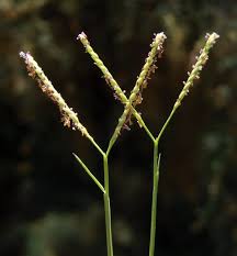 Image result for Paspalum vaginatum