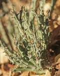 Image result for Orbea lugardii
