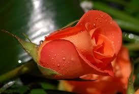 Rose is the flower of love. Schone Blume Hd Rose Schone Rose Blumentapete 1600x1080 Wallpapertip