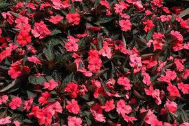 The most important thing to remember about impatiens plants is to water them regularly. New Guinea Impatiens Steemit