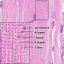 Joints act as pivot points for the movement of the bones. Musculoskeletal System Muscle Development Embryology