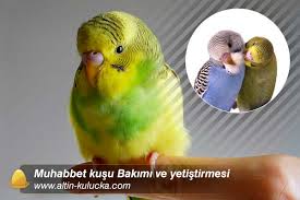 muhabbet kusu bakimi muhabbet kusu ne yer altin kulucka