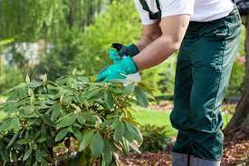 Places tempe, arizona real estatehome inspector arizona termite, pest and weed. Post Emergent Weed Spraying Custom Weed And Pest Control