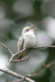 Black And White Birds In Georgia Georgia Hummer Home Page Pet Birds Hummingbird Nature Birds