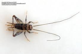 House crickets are nuisance pests that make their way indoors. Bug Pictures Tropical House Cricket Gryllodes Sigillatus By Xenomorf