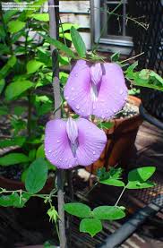 Pin On Flora Of Alabama