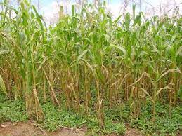 Destroying crops facts like soviet scientists defended the world's largest seed bank during the 28 month siege jackrabbits are often treated as pests because they quickly destroy crops. Plant Species Diversity For Sustainable Management Of Crop Pests And Diseases In Agroecosystems A Review Springerlink