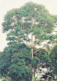 Image result for Canarium schweinfurthii