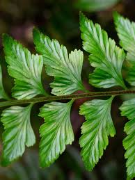 Image result for Gymnosporia harveyana