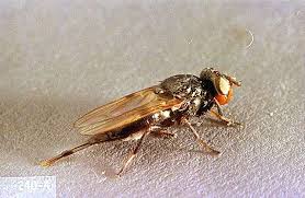 I am sure this treatment will help you a lot.you will need.dish. Sugar Beet Sugar Beet Root Maggot Pacific Northwest Pest Management Handbooks