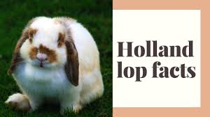 It has a compact body shape and tends to rest on their hind legs with less weight on their two front feet. Best 10 Holland Lop Facts Zoological World