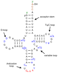 Transfer Rna Wikipedia