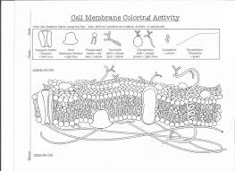 6 Cell Membrane Coloring Worksheet With Complete Answers Cell Membrane Coloring Worksh In 2020 Cell Membrane Coloring Worksheet Color Worksheets Cell Membrane Activity