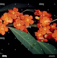 Image result for Euphorbia fulgens