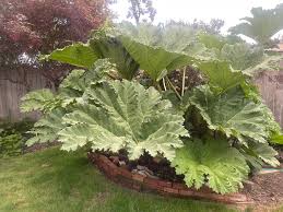 Image result for Gunnera