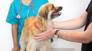 Unusual how can i tell if my dog has hip dysplasia? Cancer In Dogs Symptoms Treatment Purina