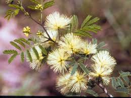 Image result for Hippocratea pallens