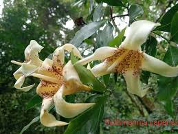 Image result for Rothmannia urcelliformis