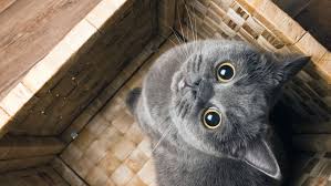 Exceptional customer service and care for. Best Cats For Apartments The Perfect Feline Friend Rent Blog Cat Care Grey Cats Cool Cats