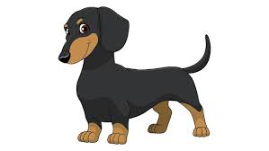 Dachshund Fundos Para Whats Desenhos Animais