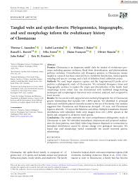 Image result for Cleome polyanthera