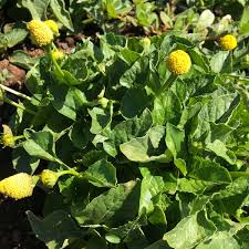 Image result for Spilanthes costata