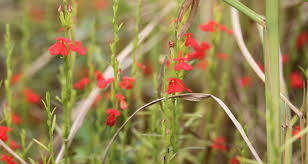 Image result for Striga chrysantha