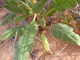 Image result for Geigeria filifolia