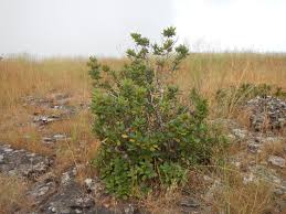 Image result for Anisotes sessiliflorus