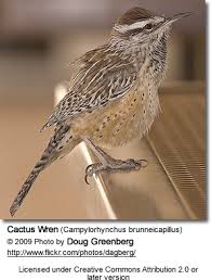 Certain species may be easier than others to propagate. Cactus Wrens Beauty Of Birds
