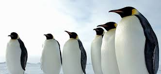 Penguins are great fishermen, but what else do they eat? What Do Emperor Penguins Eat Where Do Emperor Penguins Live