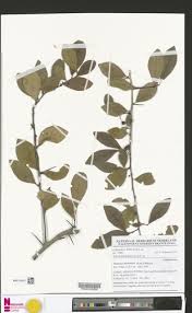 Image result for Gymnosporia buchananii