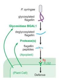In plant cells, the golgi apparatus has an additional task of synthesizing complex polysaccharides of the cell wall. Plantae Detection And Stealth At The Wall Glycosidases And Glycans In Flagellin Peptide Recognition Science Plantae