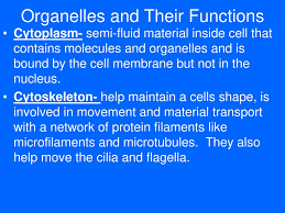 We did not find results for: Hb 2b 1 Structure And Function Of Organelles Ppt Download