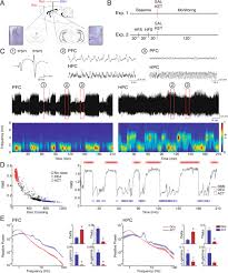 3.5 (hours) times 60 (minutes in each hour) equals 210 minutes. Long Term Potentiation Prevents Ketamine Induced Aberrant Neurophysiological Dynamics In The Hippocampus Prefrontal Cortex Pathway In Vivo Scientific Reports