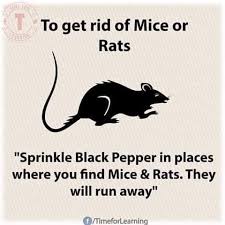 They seek out places where they are least likely to. Made In Naija Simple Homemade Remedies And Tips Getting Rid Of Mice Mouse Problem Mice Repellent