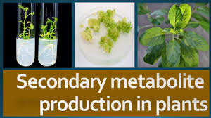 Plant cell culture for production of secondary metabolites. Secondary Metabolite Production In Plants Youtube