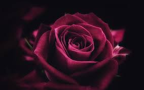 Pin On Roses