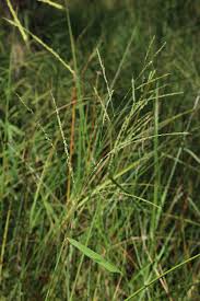 Image result for Oryza