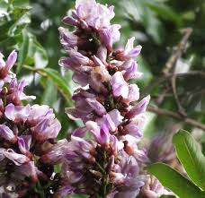 Image result for Millettia grandis