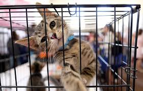 Others are in foster care. Pet Adoption Surge Offers Another Boon For Animal Health Stocks Bloomberg
