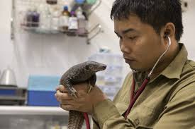 Goldman Prize winner Thai Van Nguyen is saving pangolins