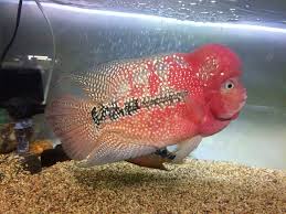  Pin Di Chiclids